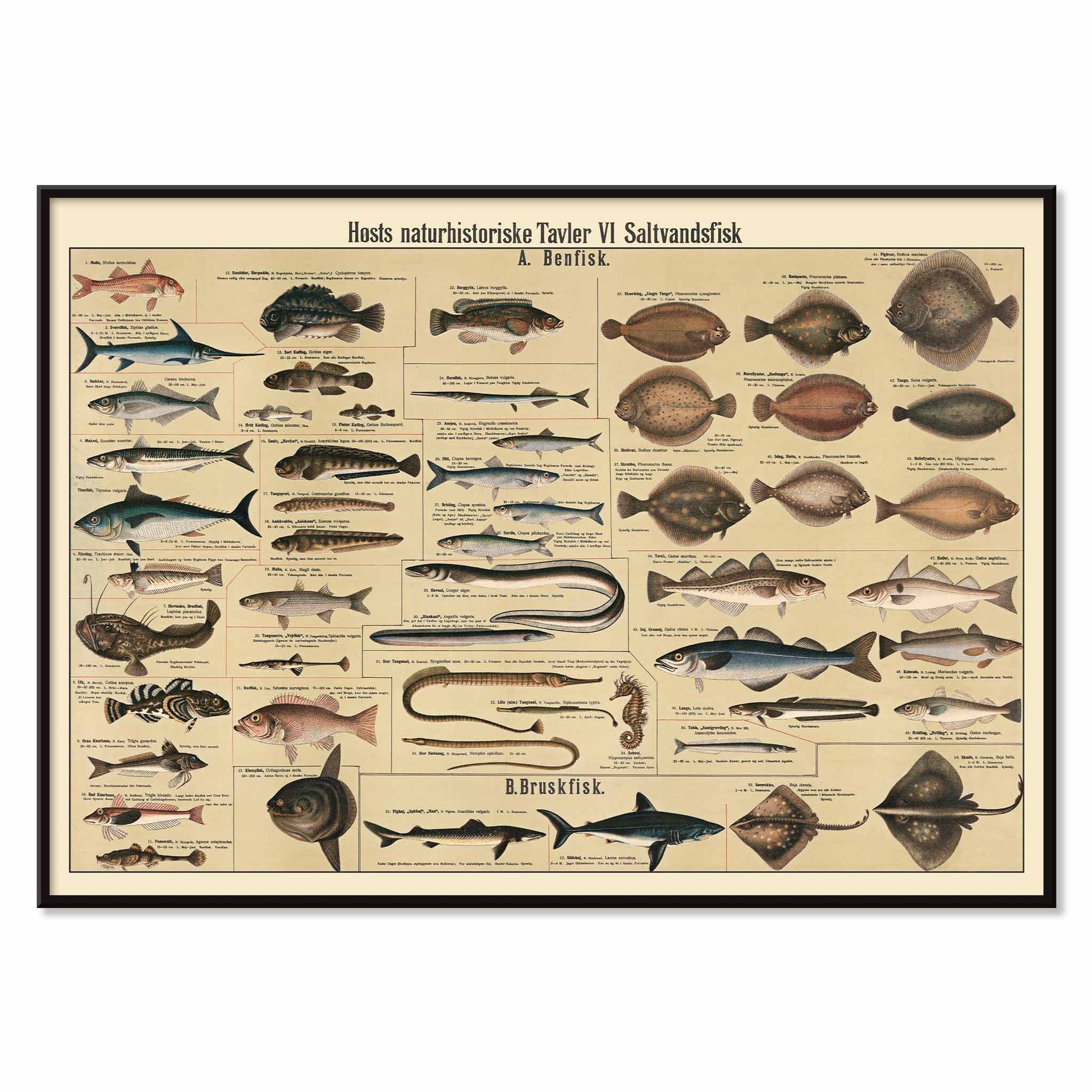 Dr. W. Raschke saltwater fish chart poster with detailed marine species in vintage scientific style and beige tones, with black aluminium frame on white background