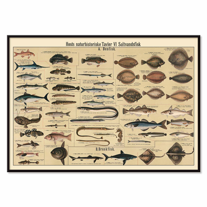 Dr. W. Raschke saltwater fish chart poster with detailed marine species in vintage scientific style and beige tones, with black aluminium frame on white background