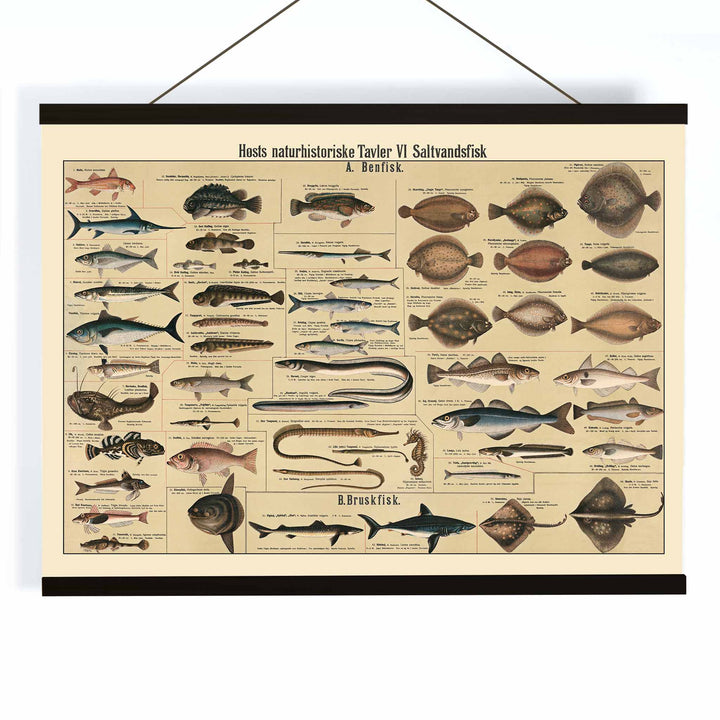 Dr. W. Raschke saltwater fish chart poster with detailed marine species in vintage scientific style and beige tones, with wooden magnetic frame on white background