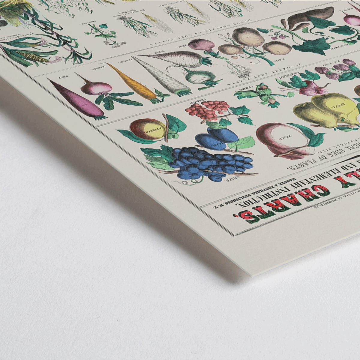 Closeup detail of Botanical chart by Marcius Willson showing the economical use of plants with illustrations of fruits vegetables and plants poster
