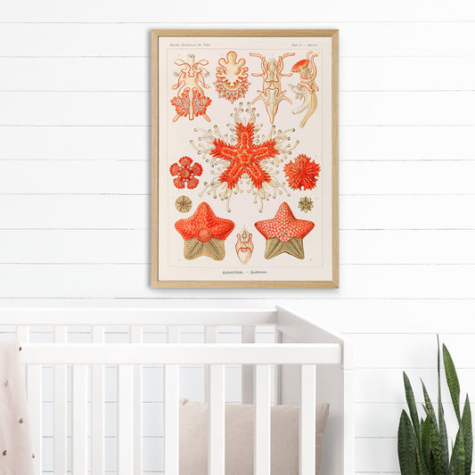 Asteridea illustration lithograph and poster by Adolf Glitsch after Ernst Haeckel showing detailed and colorful starfishes in the Echinodermata phylum, framed and displayed in home decor