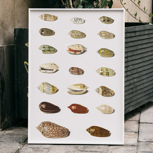 Exotic tropical seashells arranged in rows artwork by Johann Gustav Hoch from Twenty Tropical Shells, framed and displayed in home decor