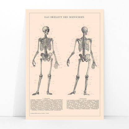 Detailed anatomical drawing and poster of human skeleton by Institute of Liepzig with labeled bones and scientific details, framed and displayed in modern living room decor