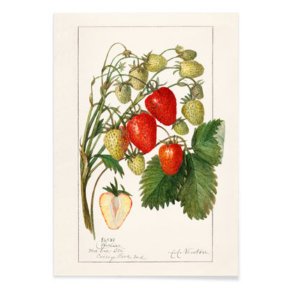 Botanical illustration poster of strawberries with leaves by Amanda Almira Newton titled Strawberries Fragaria perfect for wall decor, with black aluminium frame on white background