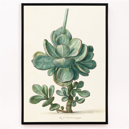 Closeup detail of Botanical illustration poster of succulent plant Cotyledon orbiculata by Herman Saftleven