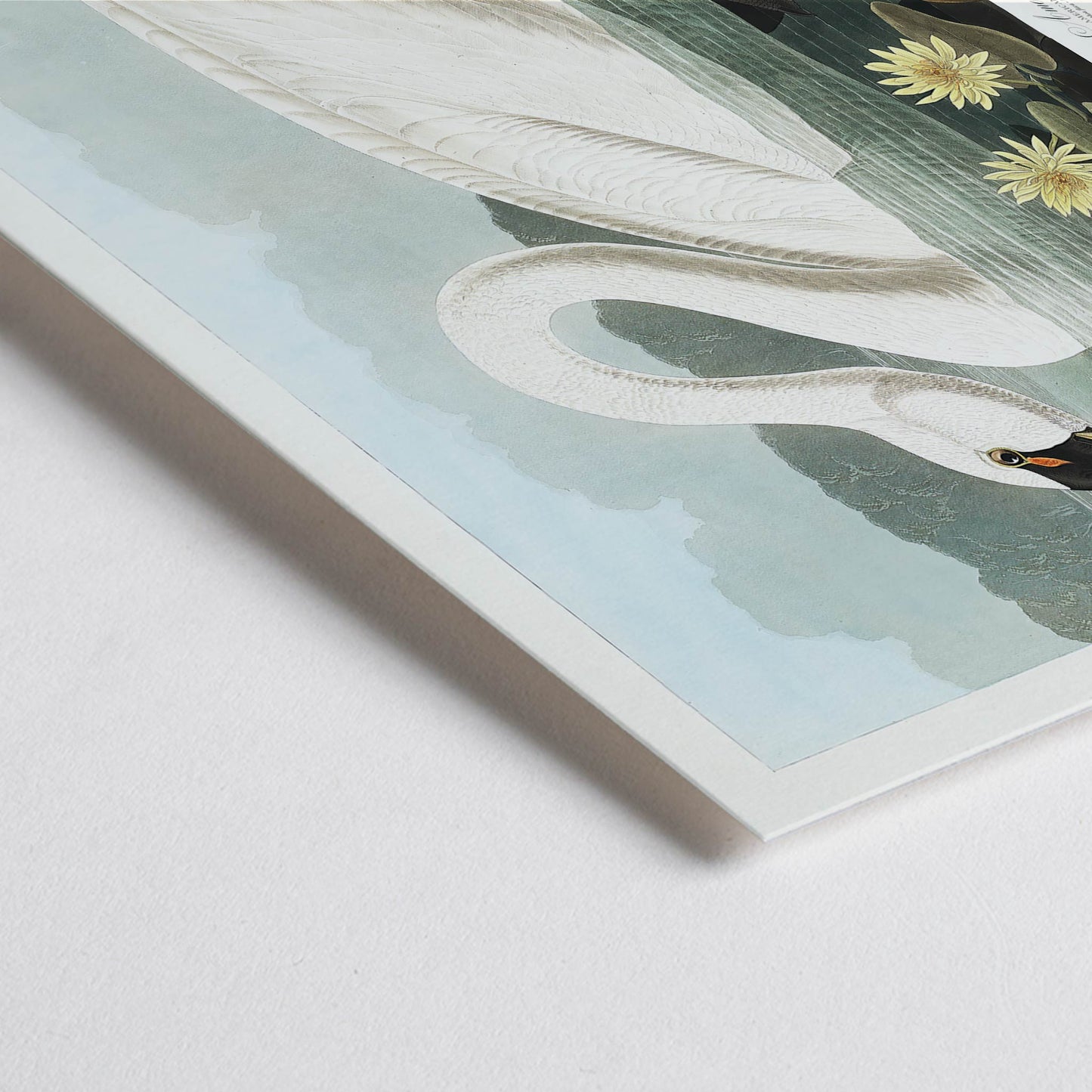 Closeup detail of American Swan swimming among yellow water lilies artwork by John James Audubon Birds of America wall decor poster