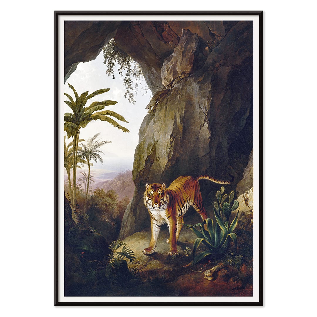 Tiger in a Cave painting by Jacques Laurent Agasse showing a tiger standing in a cave entrance surrounded by lush vegetation, with black aluminium frame on white background