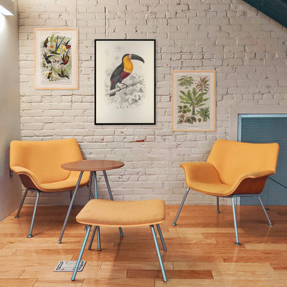 Colorful Toucan du Para perched on a branch poster artwork by Georges Louis Leclerc, framed and displayed in home decor