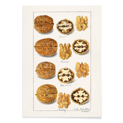 Detailed botanical illustration and poster of walnut varieties and kernels by Amanda Almira Newton titled Walnuts Juglans for kitchen decor, with black aluminium frame on white background