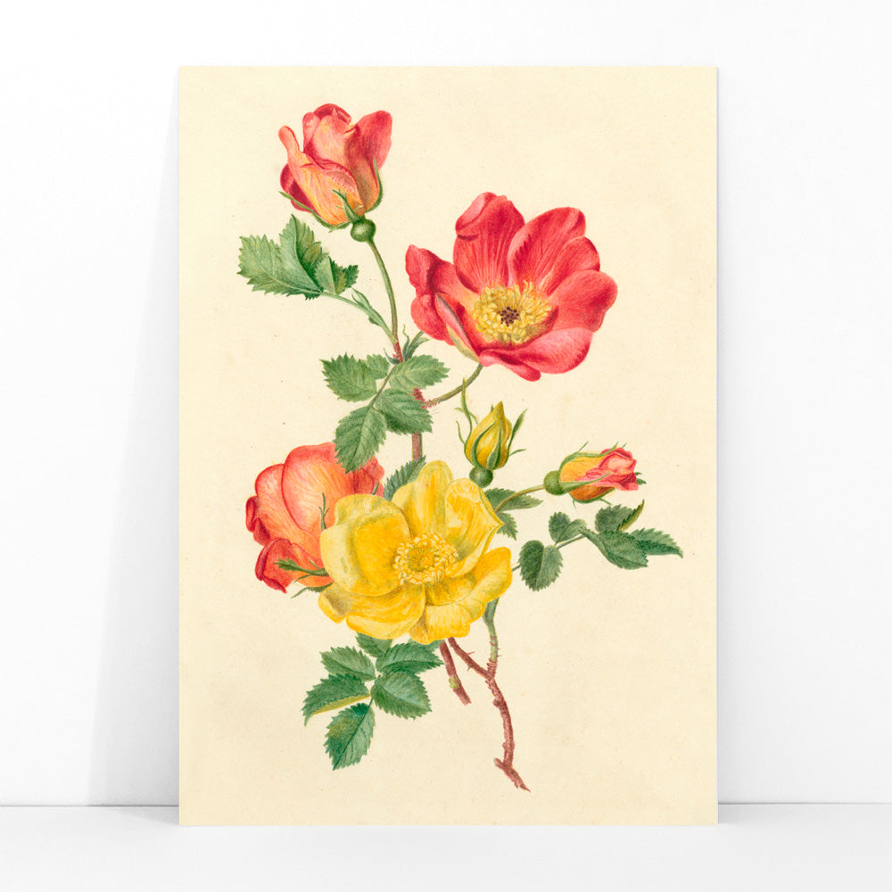 Botanical illustration of wild rose flowers with green leaves yellow and pink blooms by Antoinette Luden, framed and displayed in modern living room decor