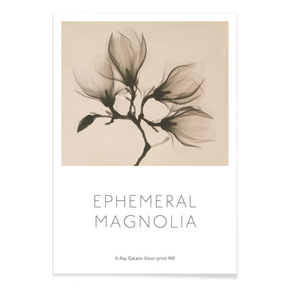 Magnolia branch with four delicate flowers x-ray style fine art print poster illustration, with black aluminium frame on white background