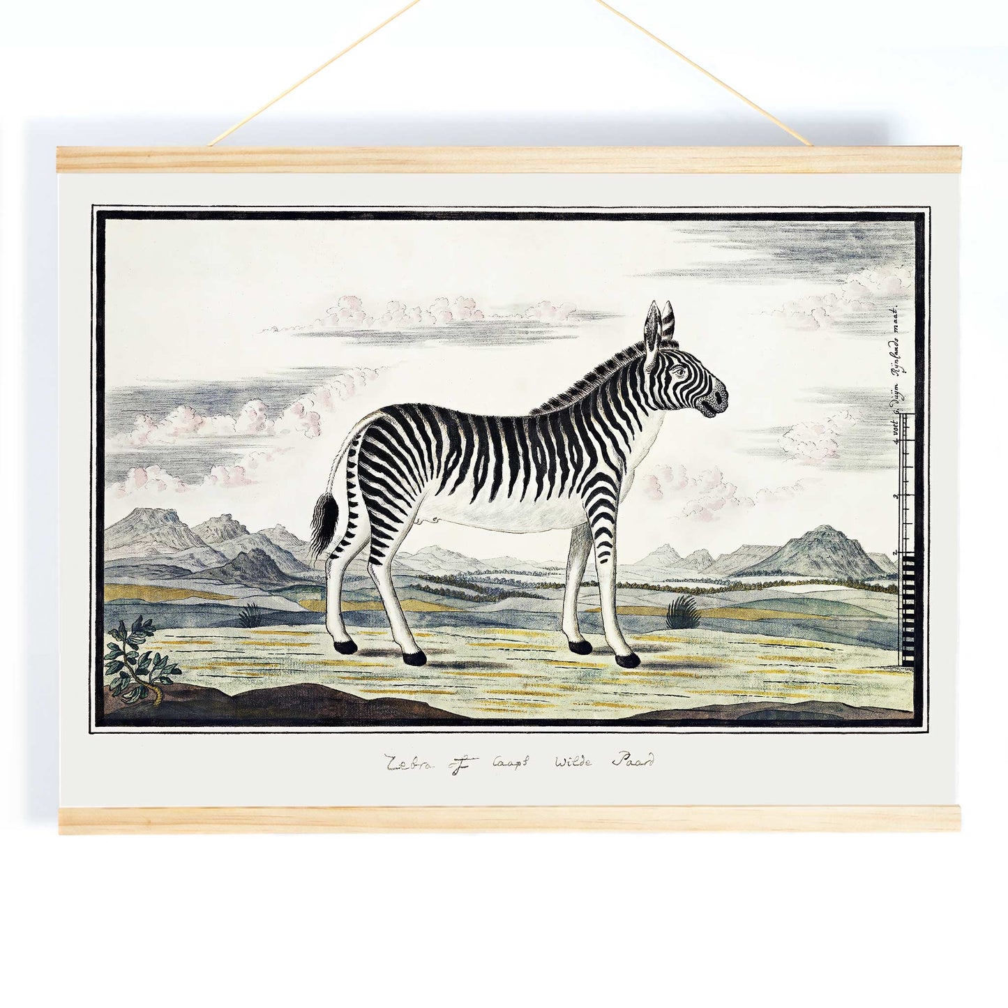 Mountain zebra in a scenic landscape artwork titled Equus zebra Mountain Zebra by Robert Jacob Gordon poster, with wooden magnetic frame on white background